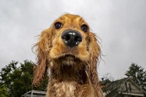 retrato de cachorro cocker spaniel molhado olhando para você foto