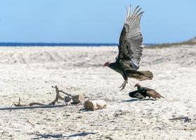 zopilote abutre urubu pássaro voando em baja california foto