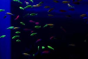 peixe neon no aquário foto