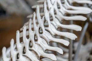 close-up de esqueleto de baleia foto