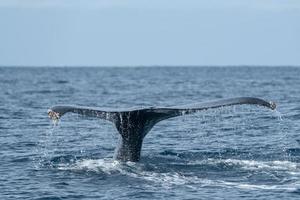 caudas de baleia jubarte durante o mergulho foto