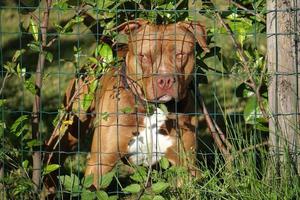 cachorro pittbull atrás da grade metálica foto