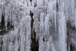 pingentes de gelo congelado em galhos de árvores foto