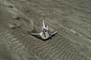 ossos de baleia morta na praia foto