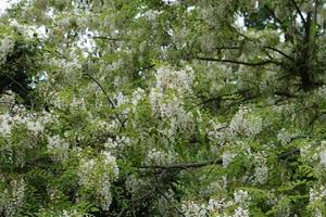 flores de acácia foto