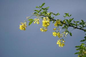 flores de laburno foto