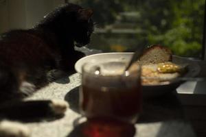 gato e café da manhã na mesa. manhã na cozinha. gato está deitado na mesa da cozinha. foto