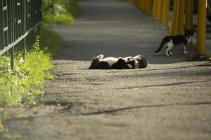 gatinhos na rua. animais de estimação brincam no quintal. animais fofos correndo ao longo do caminho. foto