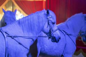 cavalos de circo em fundo preto foto