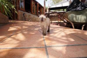 gato bebê recém-nascido vindo até você foto