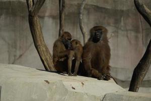 babuíno da guiné macaco macaco foto