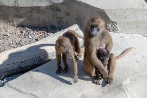 babuíno da guiné macaco macaco foto