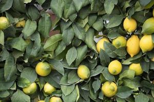 cinqueterre liguria monterosso limão planta foto