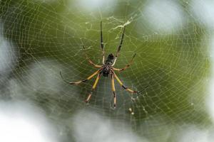 aranha de palma de seychelles na web foto