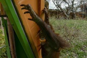 zoológico bebê recém-nascido orangotango macaco foto