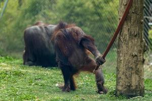 zoológico bebê recém-nascido orangotango macaco foto