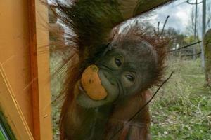 zoológico bebê recém-nascido orangotango macaco foto