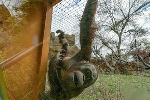 zoológico bebê recém-nascido orangotango macaco foto