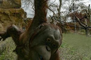 zoológico bebê recém-nascido orangotango macaco foto