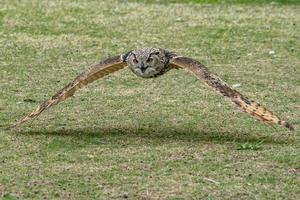 coruja cinza enquanto voava perto do chão de grama foto