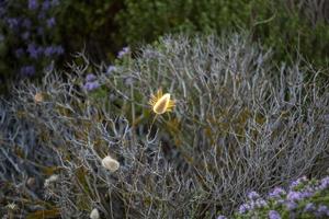 campo de flores de tomilho na Sicília foto