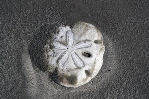 esqueleto de ouriço-do-mar flor em uma praia arenosa do méxico foto