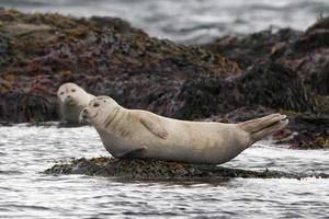 uma foca enquanto relaxa em uma rocha foto