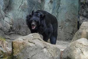 lua urso ursus thibetanus hymalaia ásia animal foto