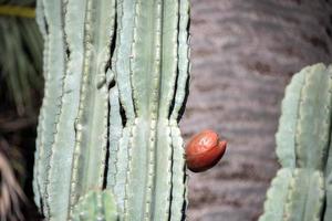 cacto vermelho fruta aberta no detalhe da planta foto