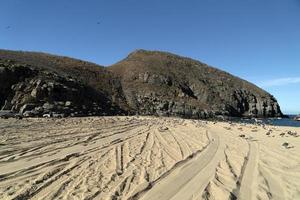 pelicano gaivota muitos pássaros na praia de baja california méxico foto