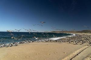 pelicano gaivota muitos pássaros na praia de baja california méxico foto