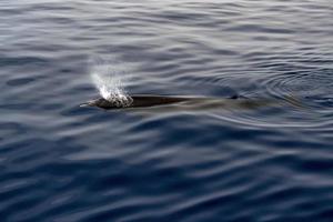 baleia bicuda cuvier debaixo d'água perto da superfície do mar foto
