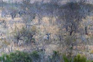 kudu no parque kruger foto