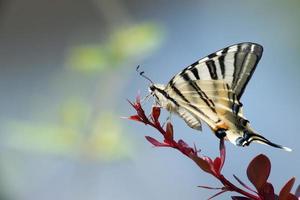 rabo de andorinha borboleta machaon fechar retrato foto