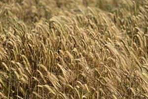 grão maduro campo de trigo espiga cabeça de orelha foto