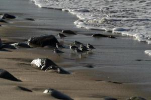 praia de todos santos baja california foto