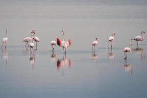 flamingos cor de rosa no fundo do pântano foto