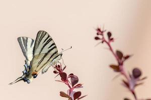 rabo de andorinha borboleta machaon fechar retrato foto