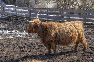 Highlander Escócia vaca peluda foto