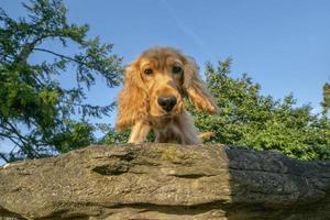 retrato de cachorro cocker spaniel olhando para você no pátio foto