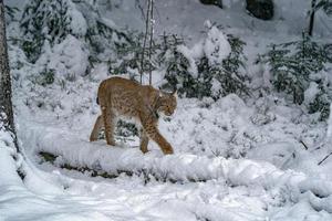 lince no retrato da floresta de neve foto