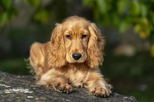 retrato de cachorro cocker spaniel na grama foto