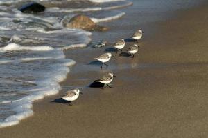 muitos pássaros na praia de baja california méxico foto