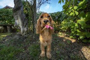 retrato de cachorro cocker spaniel olhando para você no pátio com uma flor na boca foto