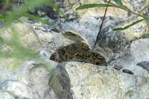 sapo escondido em uma rocha do pântano foto