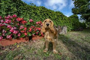 retrato de cachorro cocker spaniel olhando para você no pátio foto