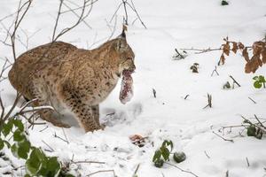 lince no retrato de neve vindo até você foto