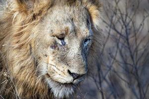 triste leão masculino no parque kruger áfrica do sul foto