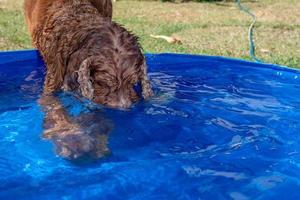 cachorrinho cão jovem inglês cocker spaniel na piscina foto