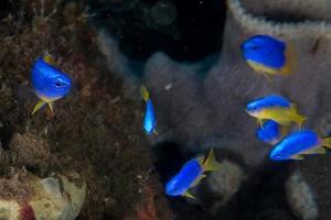 peixes pequenos na casa dos corais para peixes que mergulham na indonésia foto